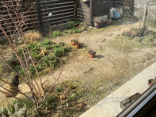 庭に来た猫