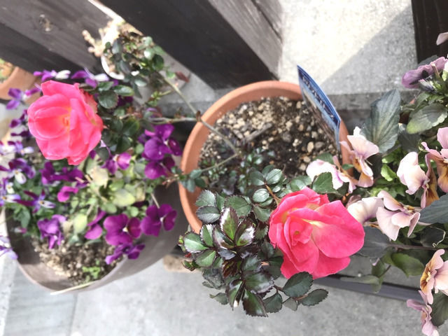 ドリフトローズ・ピーチドリフトの花