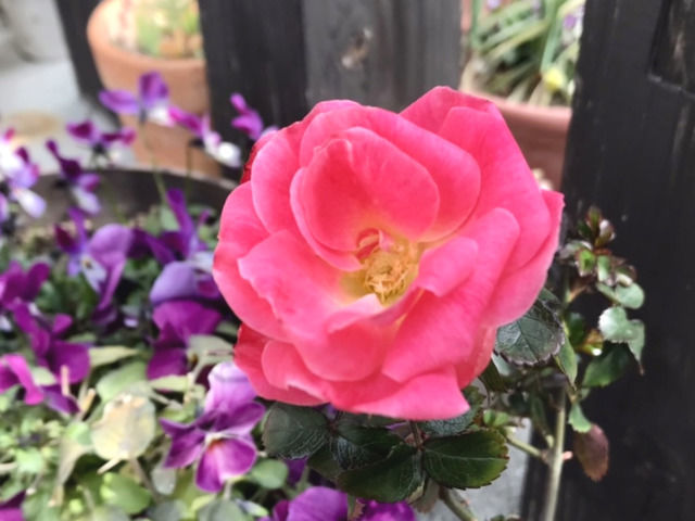 ドリフトローズ・ピーチドリフトの花