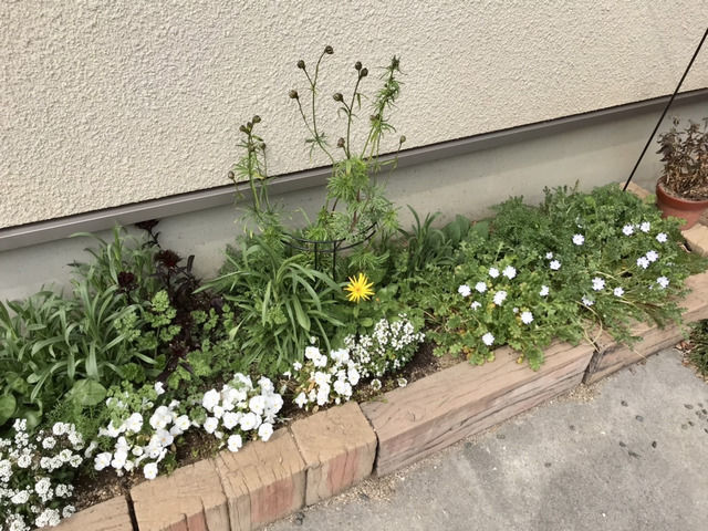 花壇の全景