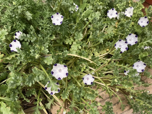 花壇のネモフィラ・マキュラータ