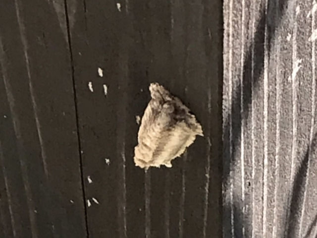チョウセンカマキリの卵