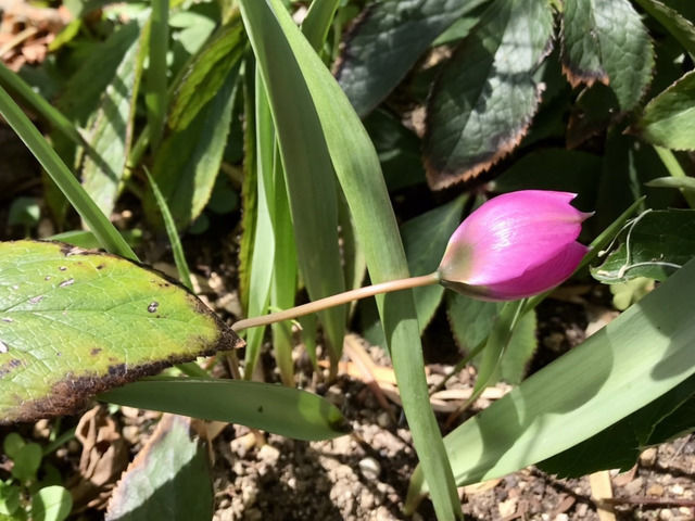 原種チューリップヘレナの花