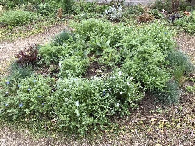 草花を間引いたあと