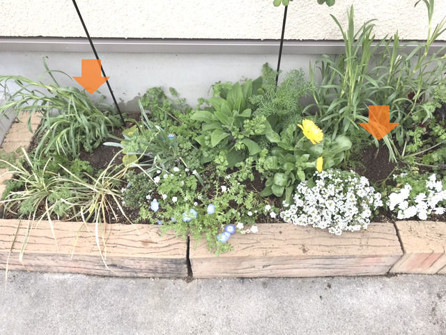 苗の間引きと移植の説明