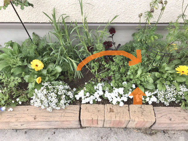 苗の間引きと移植の説明