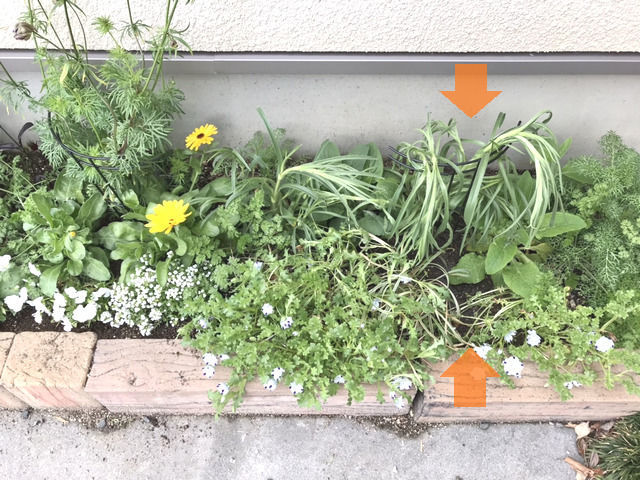 苗の間引きと移植の説明