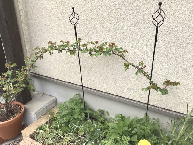 サンセットグロウの新芽