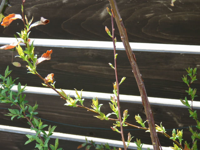 コデマリの花芽