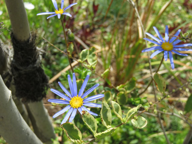 ブルーデージーの花