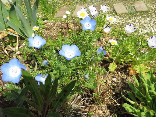 花が咲いたネモフィラ