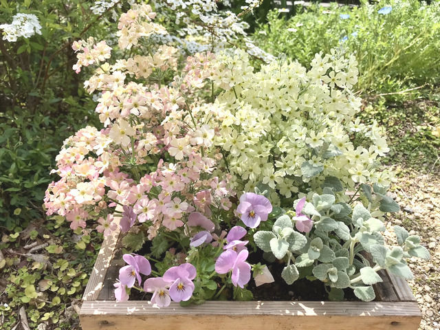 桜草ウインティの寄せ植え