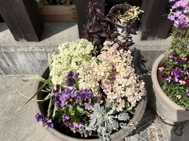 桜草ウインティとフリルパンジーの寄せ植え