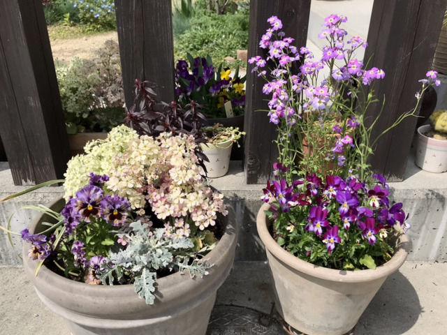 アプローチの寄せ植え