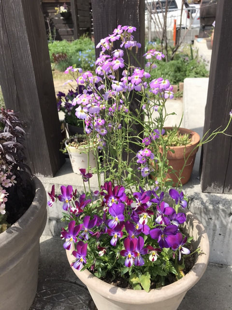 バージニアストックとビオラの寄せ植え