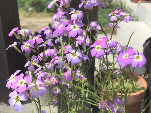 バージニアストックの花のアップ