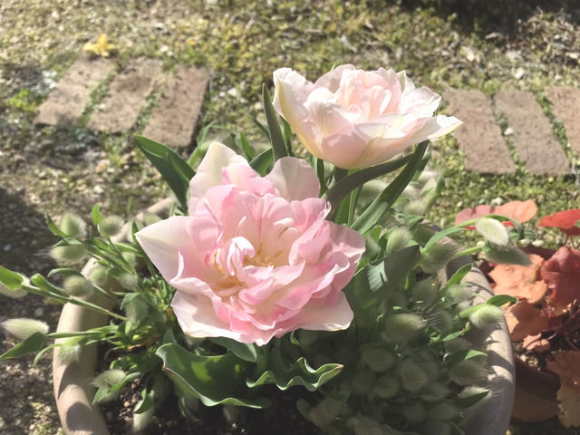 アンジェリケの開花