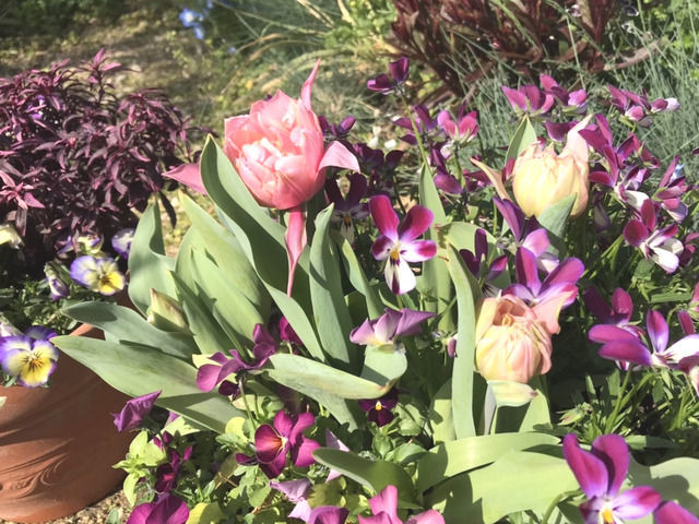 ピンクカメオとビオラの寄せ植え