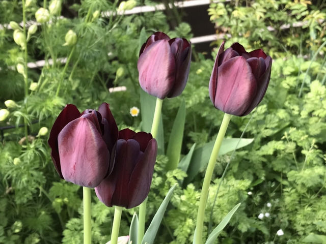 チューリップ・クインオブナイトの花