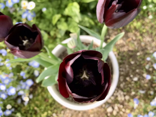 チューリップ・クインオブナイトの花