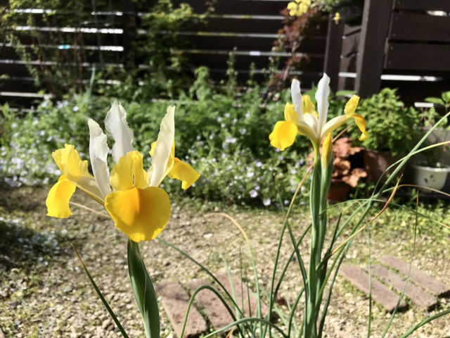 ミニアイリスの黄色の花