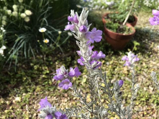 エレモフィラニベアの花