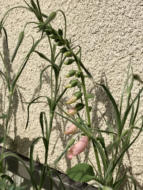 ジギタリスアプリコットの花