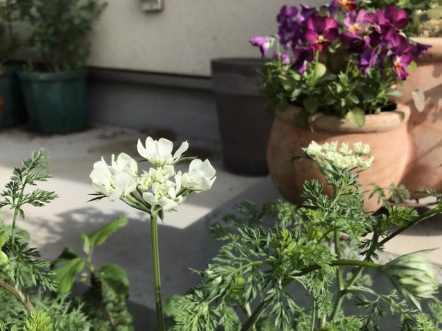 オルレアの花のアップ