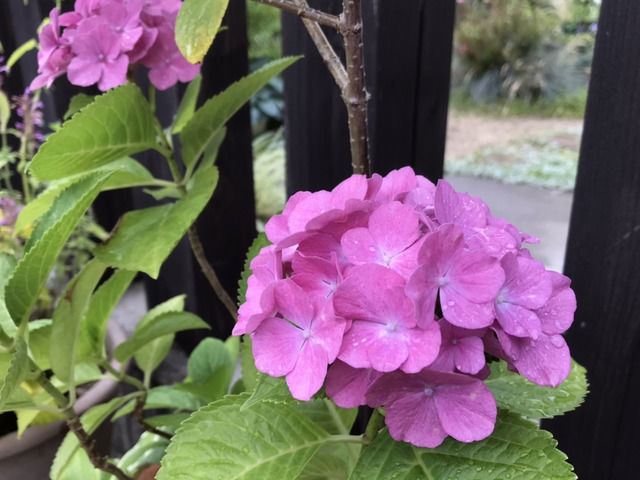 ピンクのアジサイの花・2022年