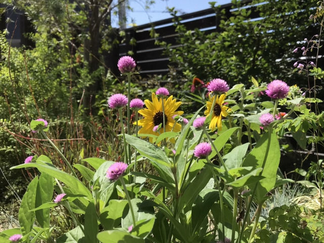 ミニひまわりの花