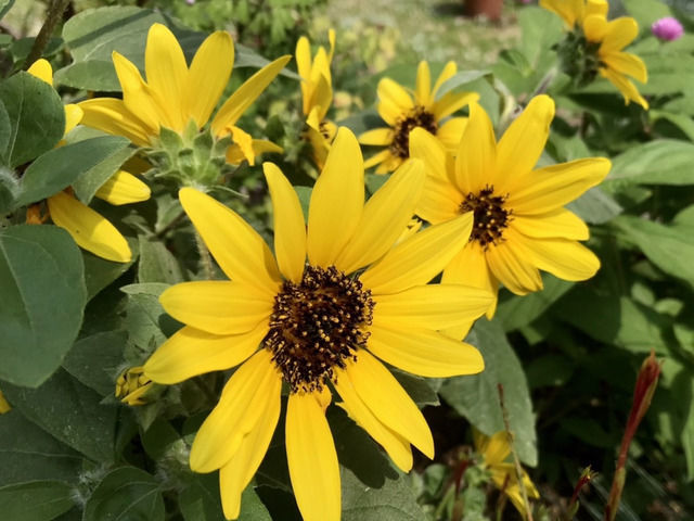 ミニひまわりの花のアップ