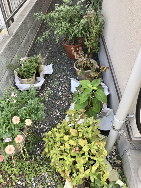 日陰に避難させた鉢植え