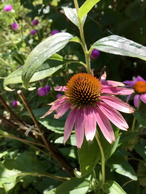 ピンクのエキナセアの花