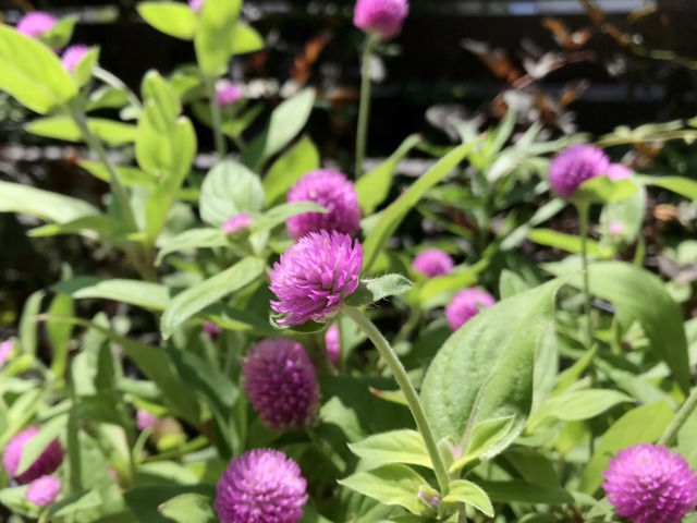 ピンクの千日紅の花