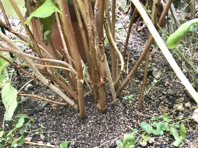 アリの巣がつくられたアナベルの根元