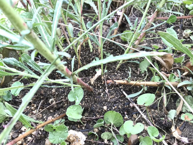 アリの巣がつくられたガウラの根元