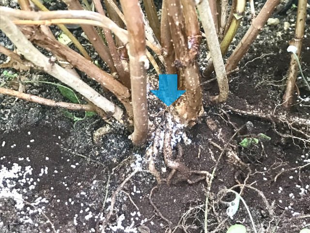 カイガラムシがついた根元にオルトランを置いた様子