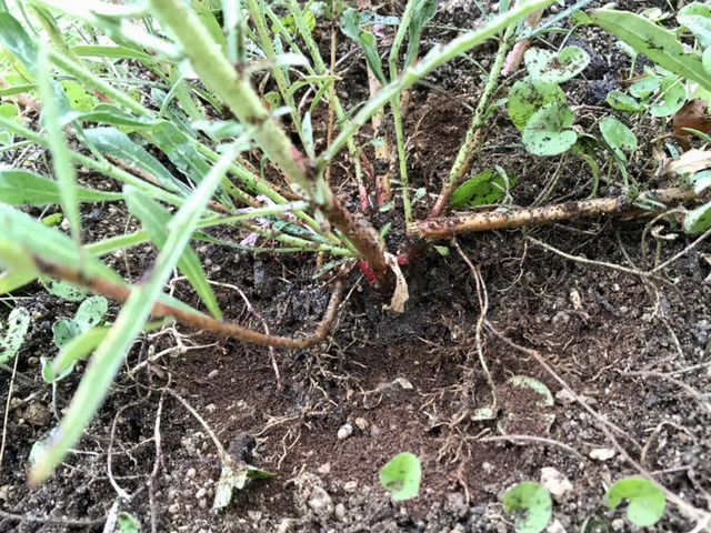 アリの巣がつくられたアナベルの根元 カイガラムシがついている