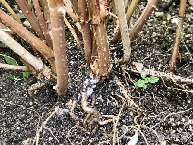 アリの巣がつくられたアナベルの根元