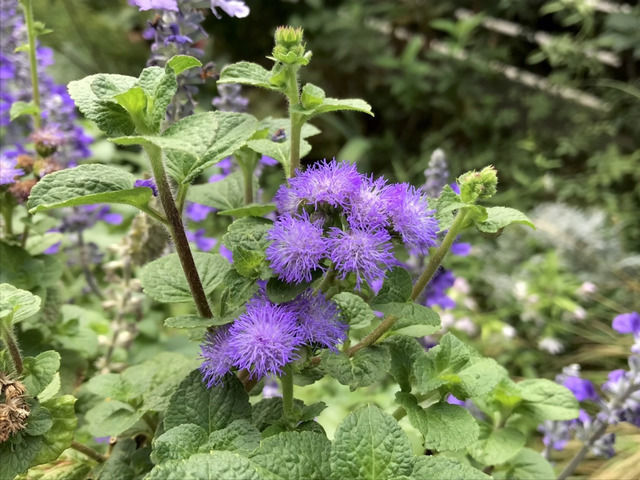 アゲラタムの紫の花