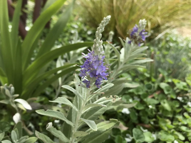 トウテイランの薄紫の花