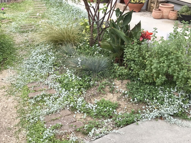 植物がなくなって土が見えた植栽