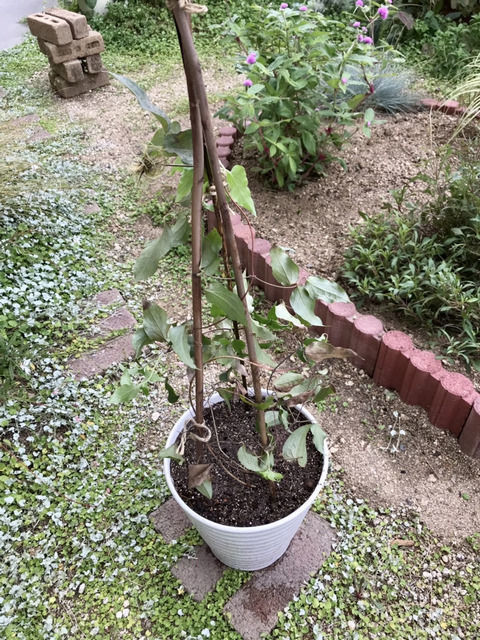 植え替えたクレマチス