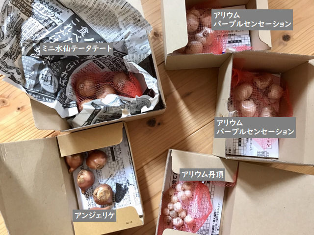 購入した球根いろいろ