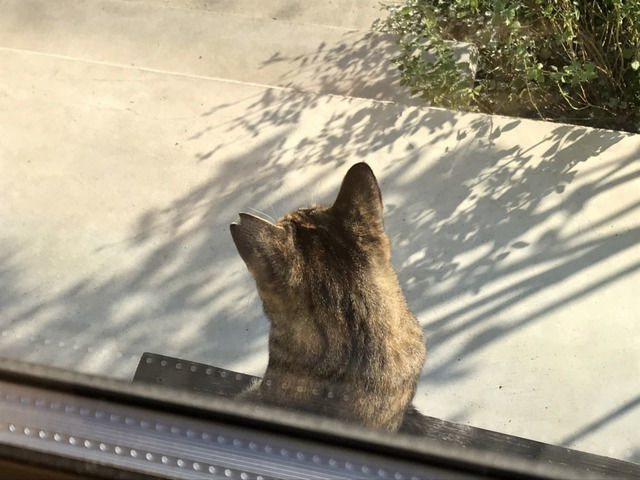 日向ぼっこする猫の後ろ頭