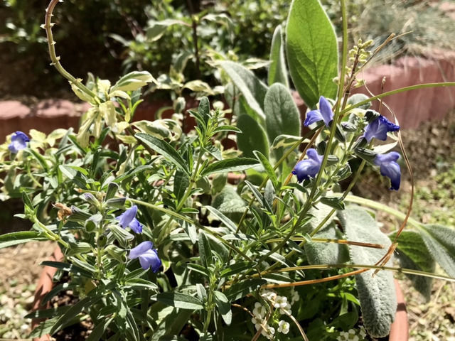 サルビアアズレアの寄せ植え