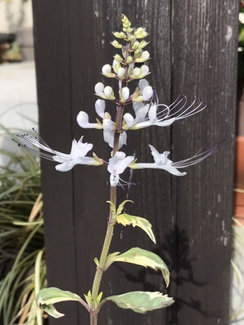 ネコマーブル ネコノヒゲの花・横から見た様子