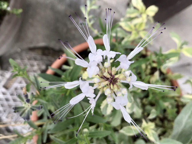 ネコマーブル ネコノヒゲの花・上から見た様子