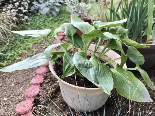 鉢植えにしたホスタハルシオン