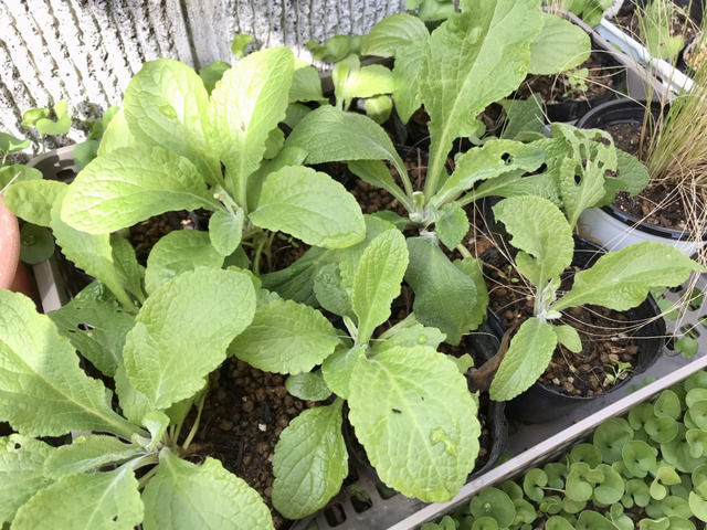 3ヶ月たったジギタリスの挿し芽